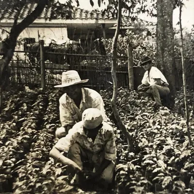 Cosecha manual de frutos maduros de café